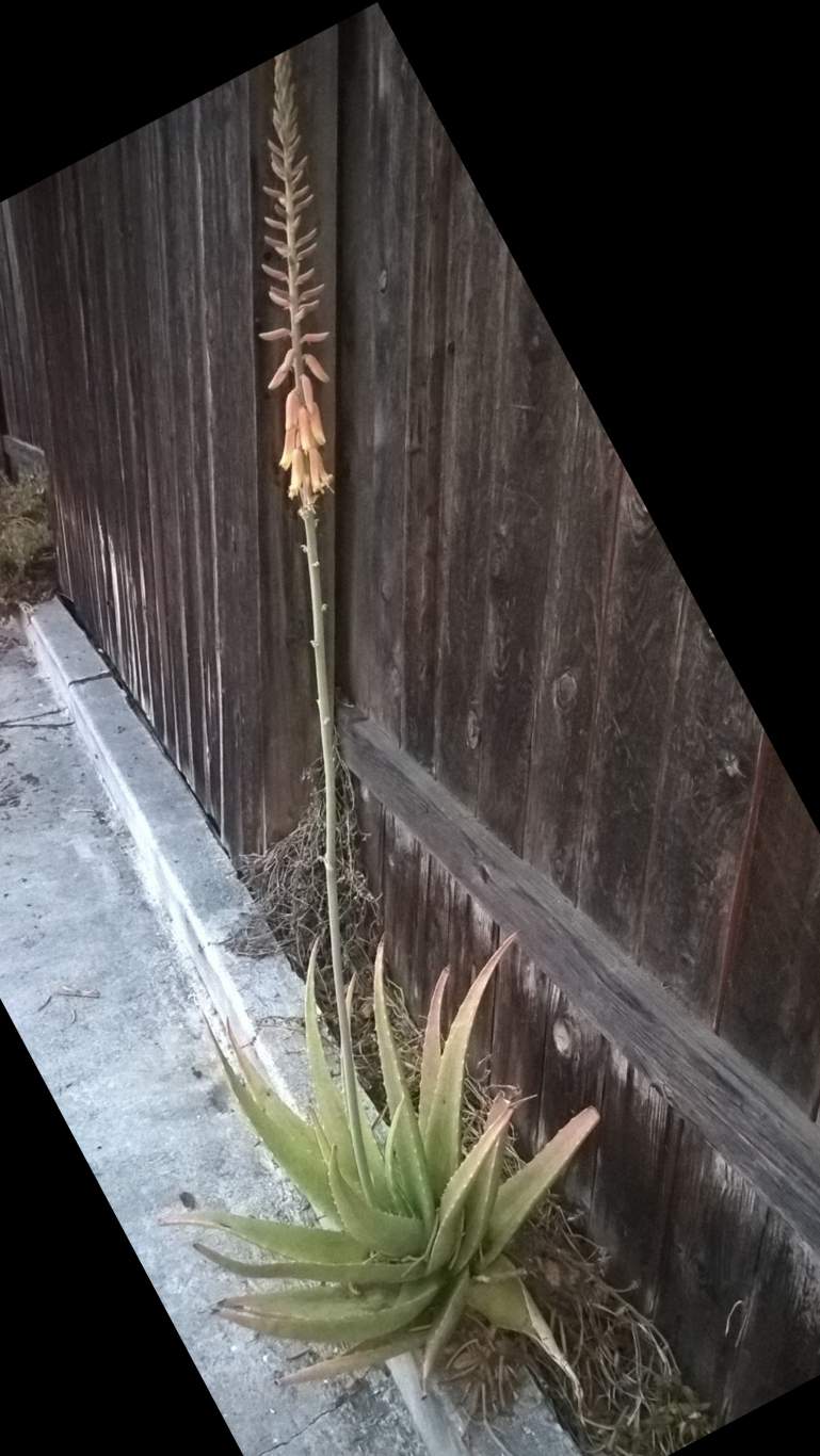 Pcactus.jpg