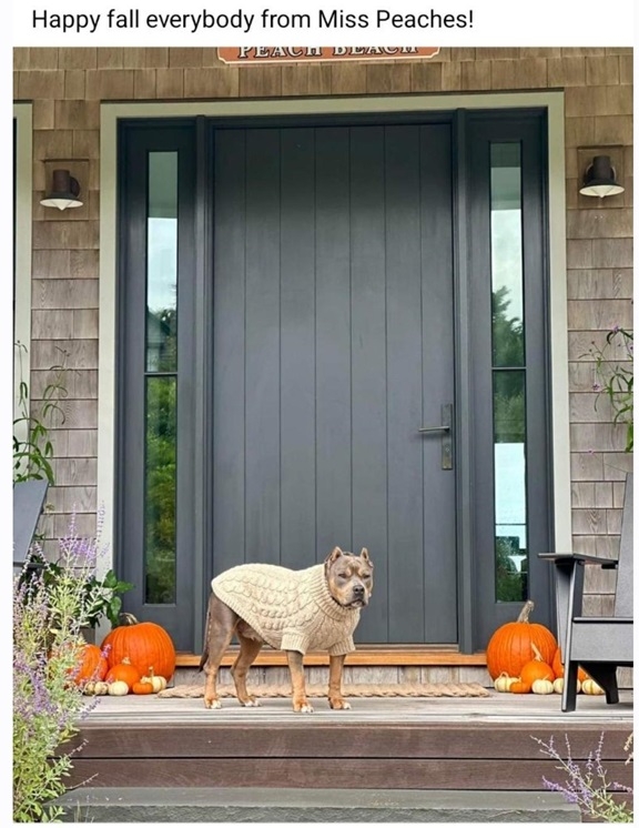 peaches dog.jpg