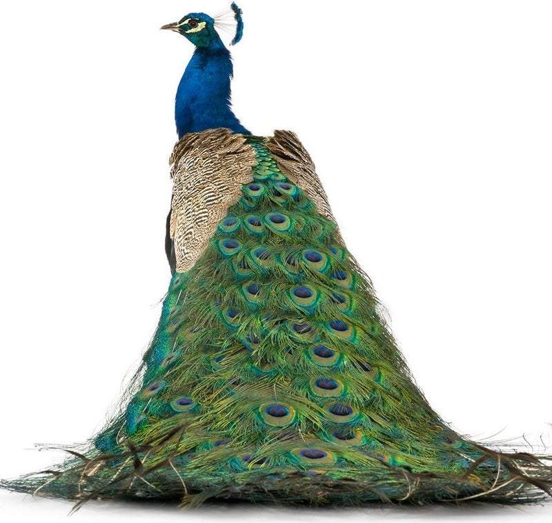 Peacock.jpg