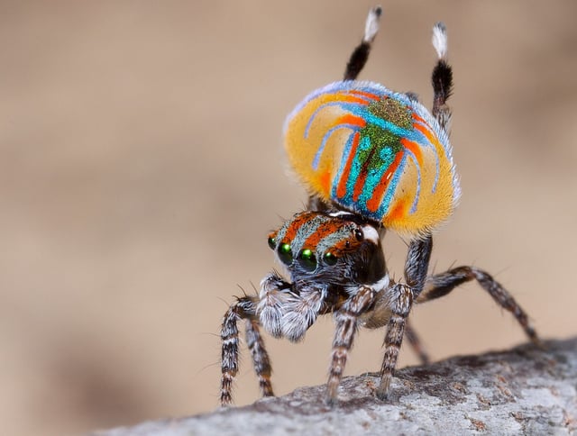 peacock-spider.jpg