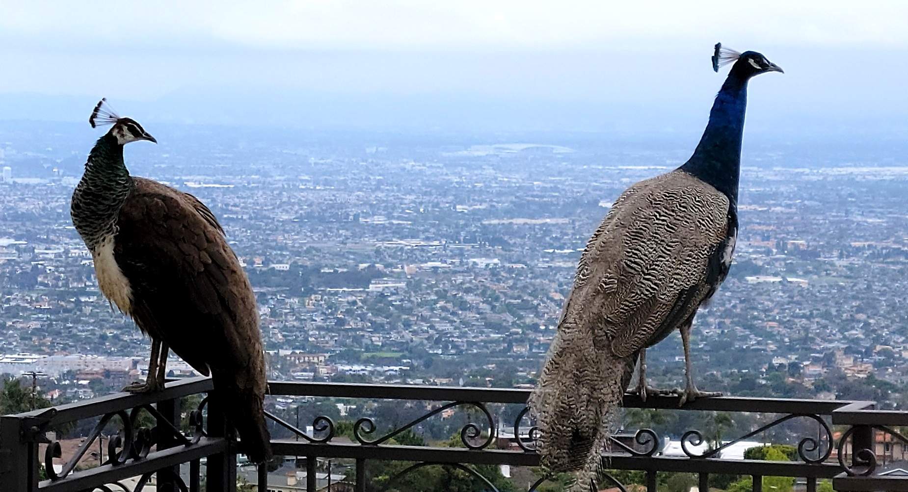 Peacocks enjoying the view.jpg