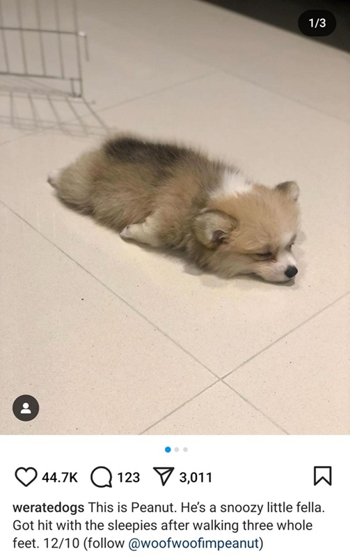 peanut dog.jpg