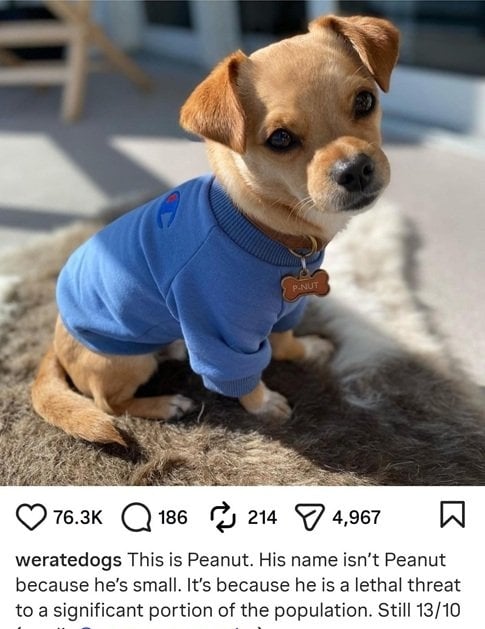 peanut dog.jpg