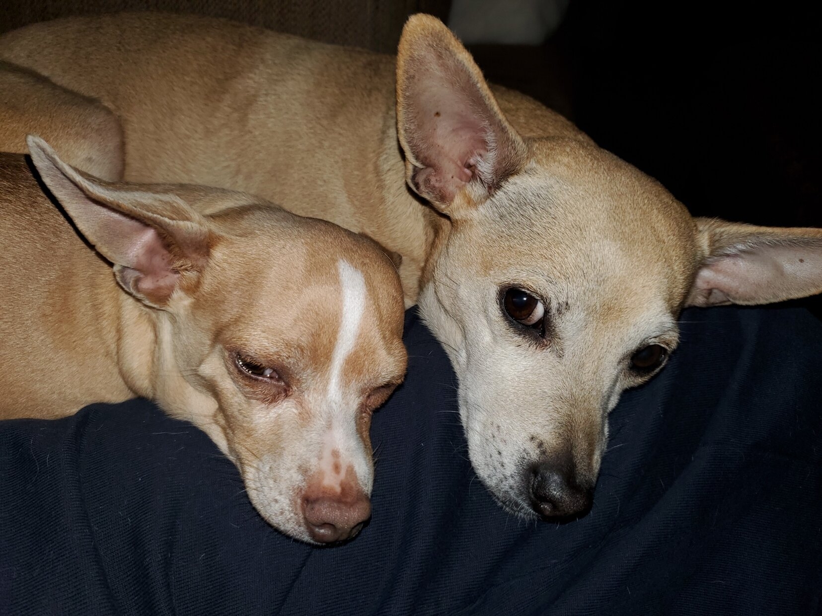 Peanutter and Olliegator.jpg