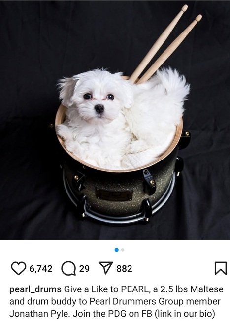 pearl dog.jpg