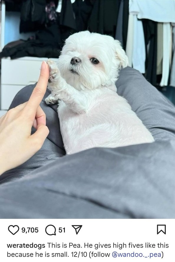Pearl dog.jpg