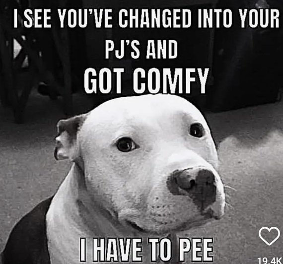 pee dog.jpg