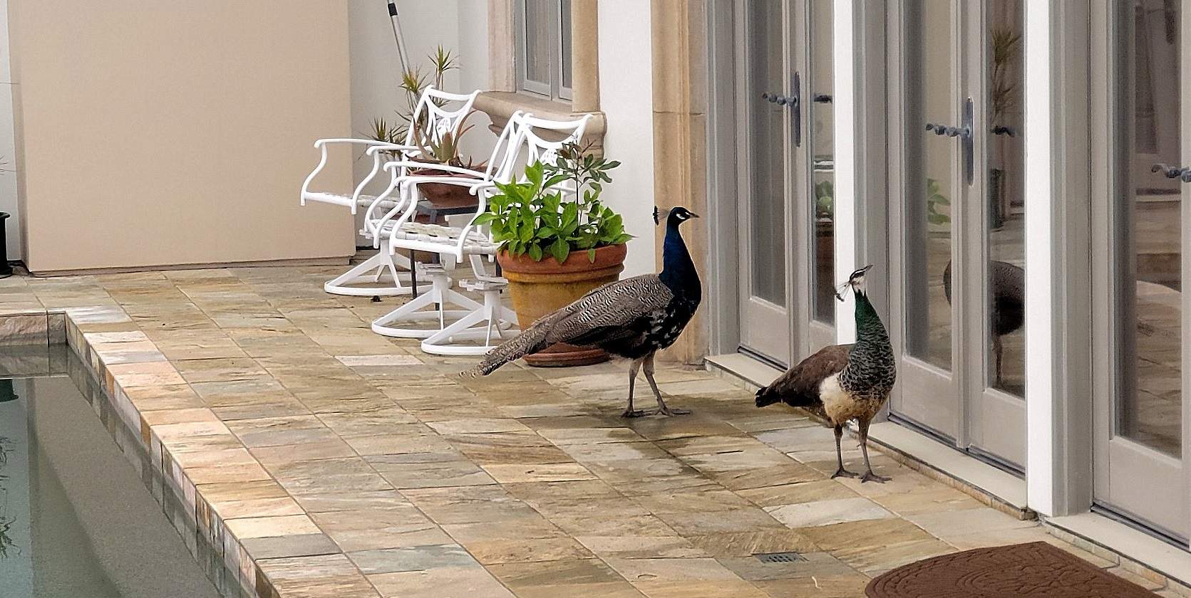 Peeping Peacocks.jpg