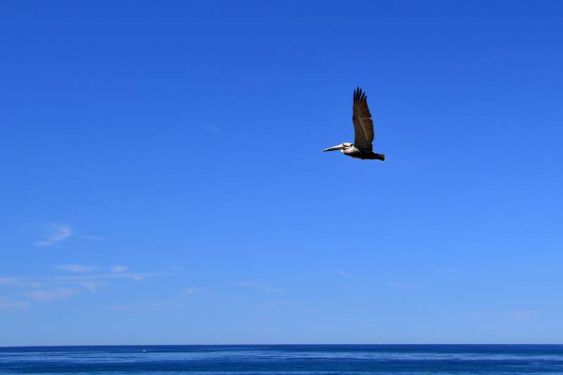 Pelican-Solo.jpg