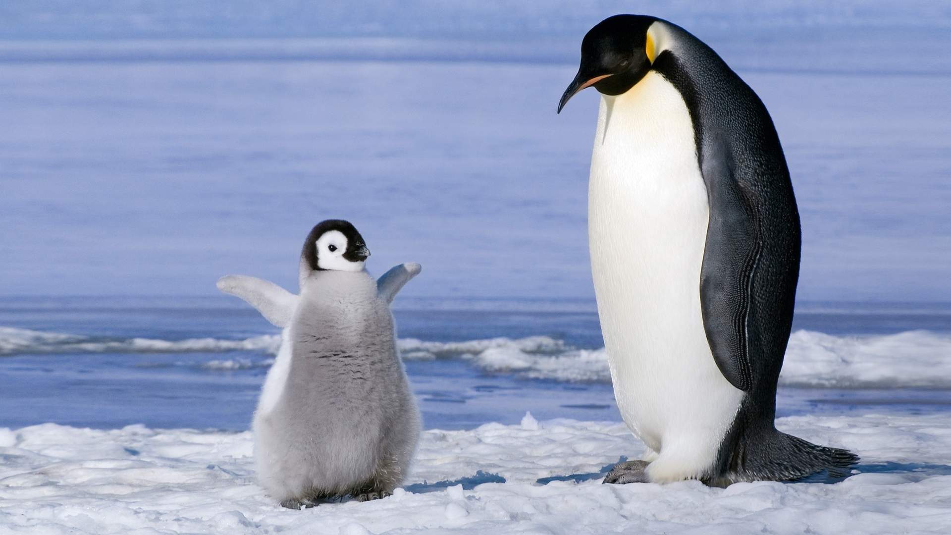 penguin 1.jpg