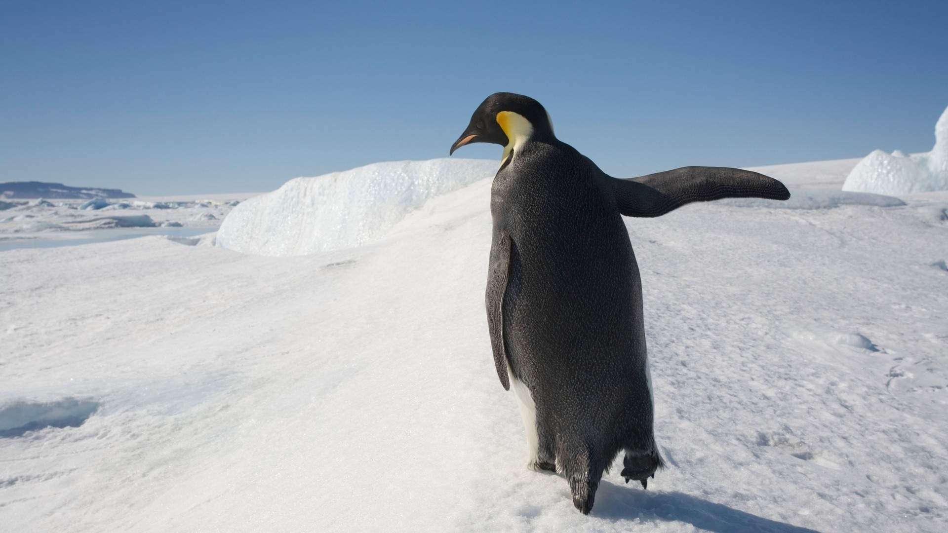 penguin 3.jpg