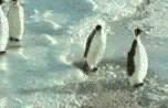 Penguindunk.gif