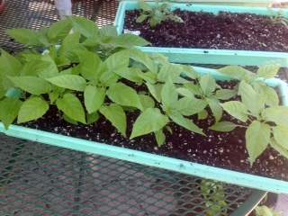 peppers 5-9-2016.jpg