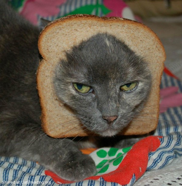 Perci-the-Inbread-Cat.jpg