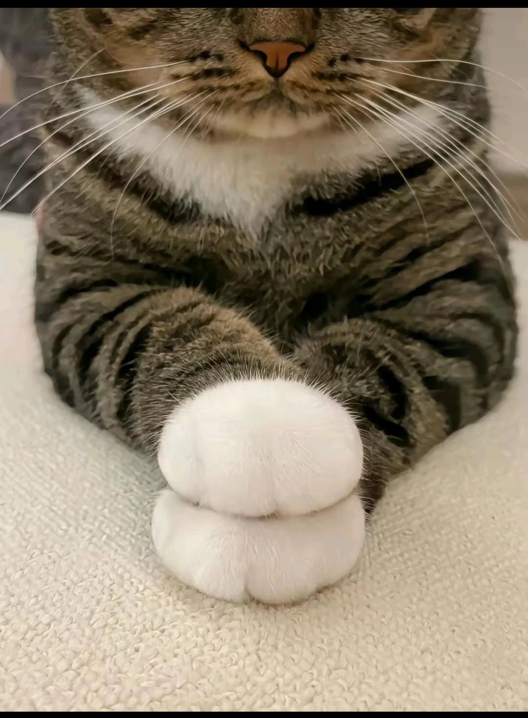 Perfect paws.jpg