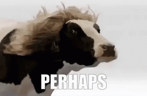 perhaps-perhaps-cow.gif