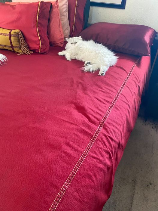 persian cat bed.jpg