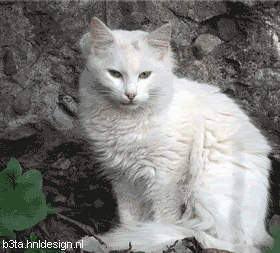 Persian-Cat.gif