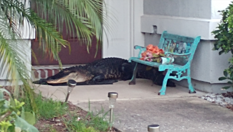 Pet Alligator.png