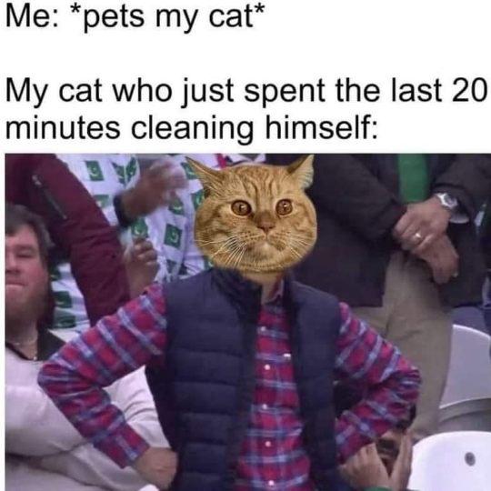 pet cat.jpg