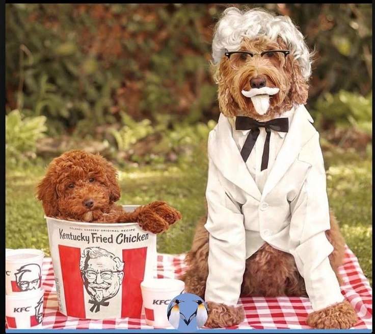 pet costumes.jpg
