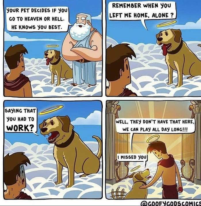 pet decides.jpg