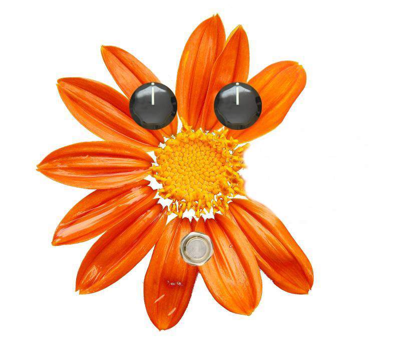 petal-pedal.jpg