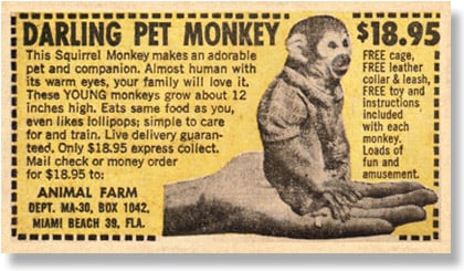 petmonkeyad.jpg