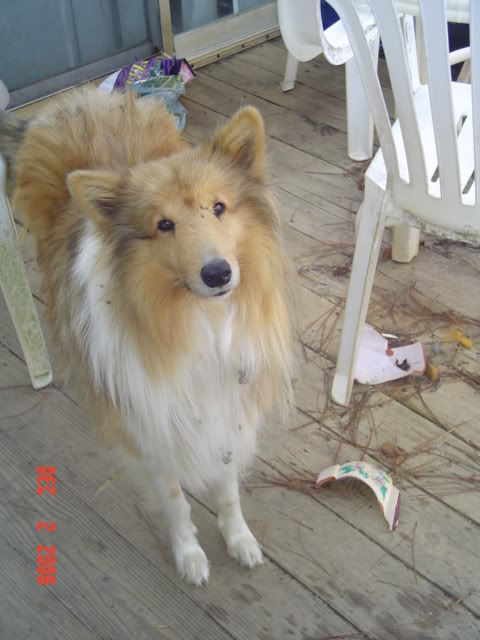 pets007.jpg