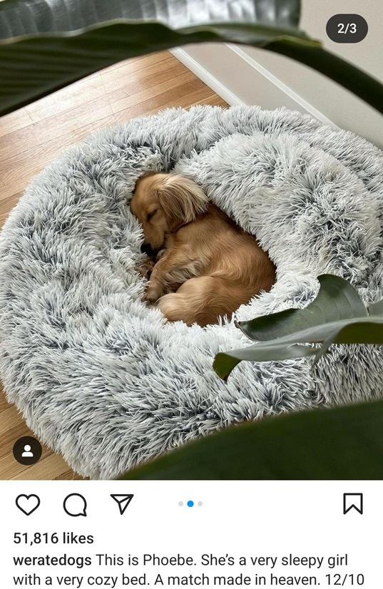 phoebe dog.jpg