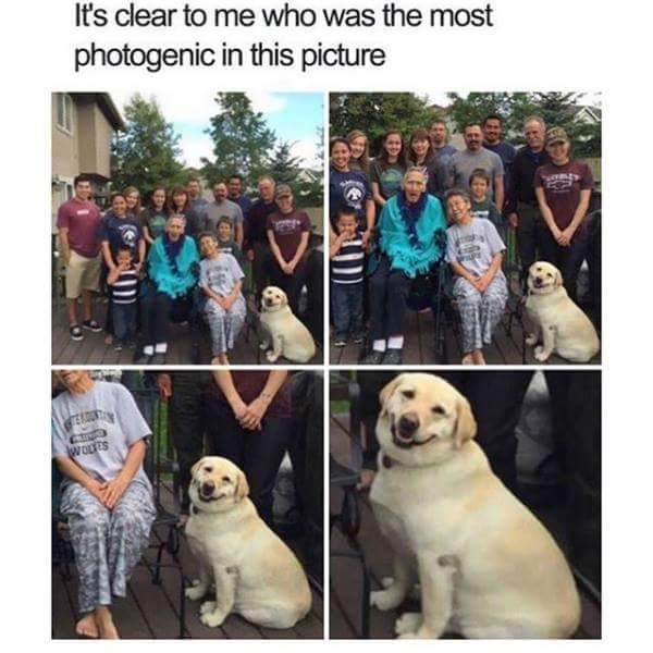 photogenic dog.jpg