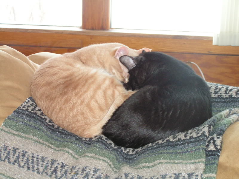 PICT0278.jpg