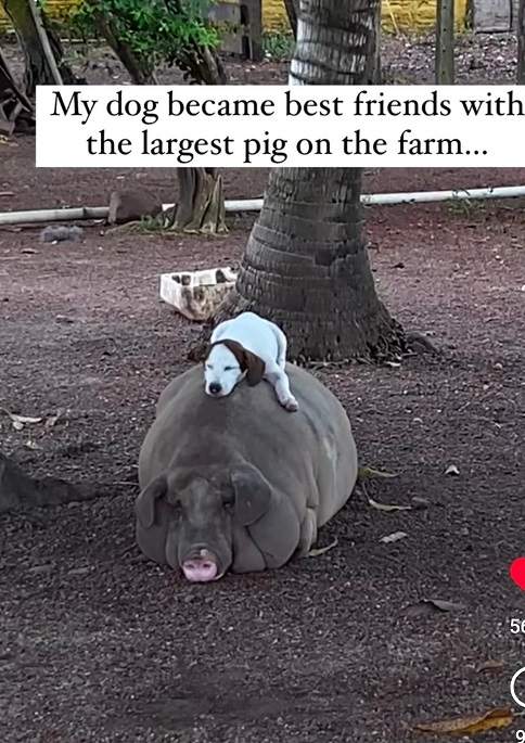 pig dog.jpg
