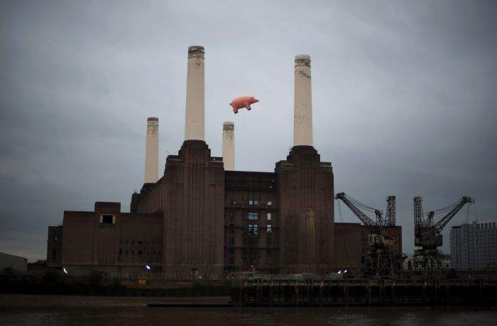 pig.jpg