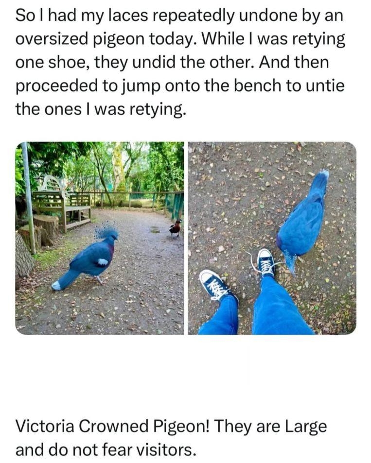 pigeon amazing.jpg
