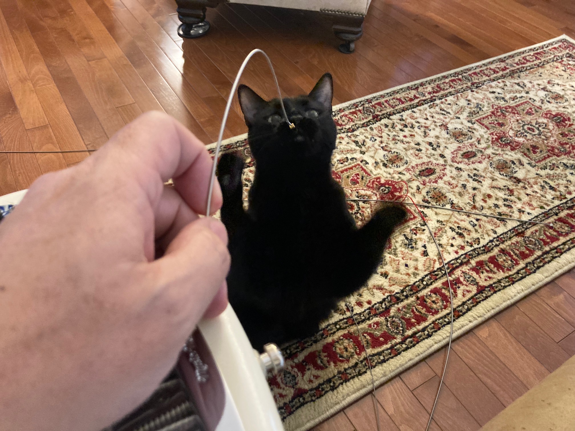 Piggy strings.jpg