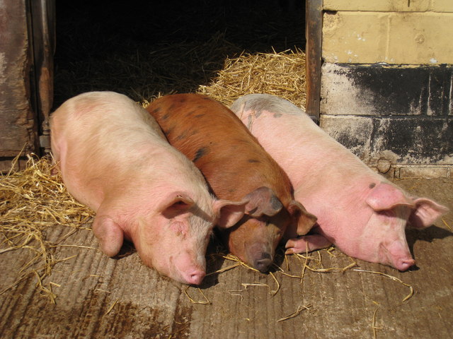 pigs.jpg