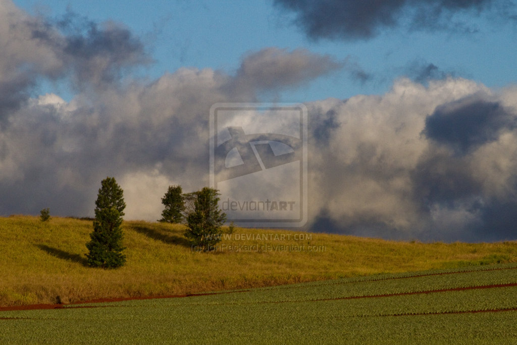 Pinapple_Fields_1_by_JonPackard.jpg