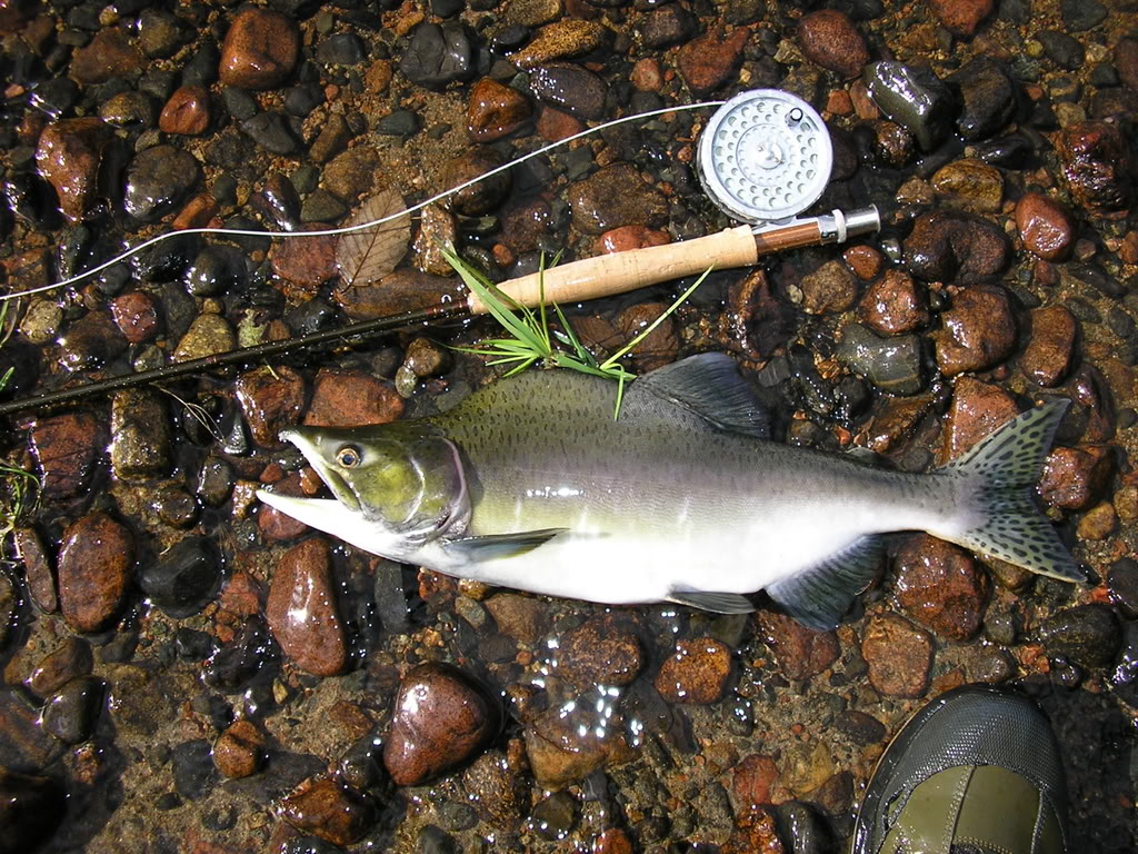 Pinksalmon1.jpg