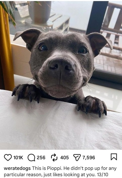 Pioppi dog.jpg