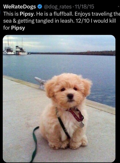 pipsy dog.jpg