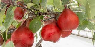 Piqa Boo Pear.jpg
