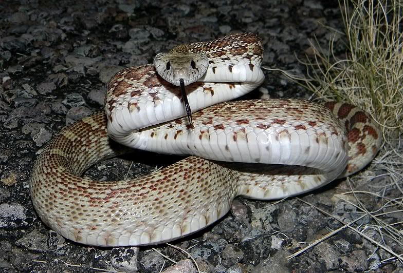 PIT1-SMALLb.jpg
