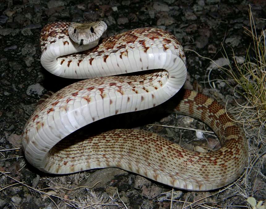 PIT3-SMALL.jpg