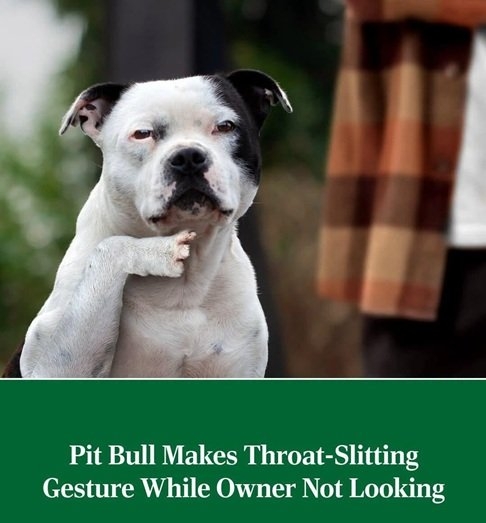 pittie.jpg