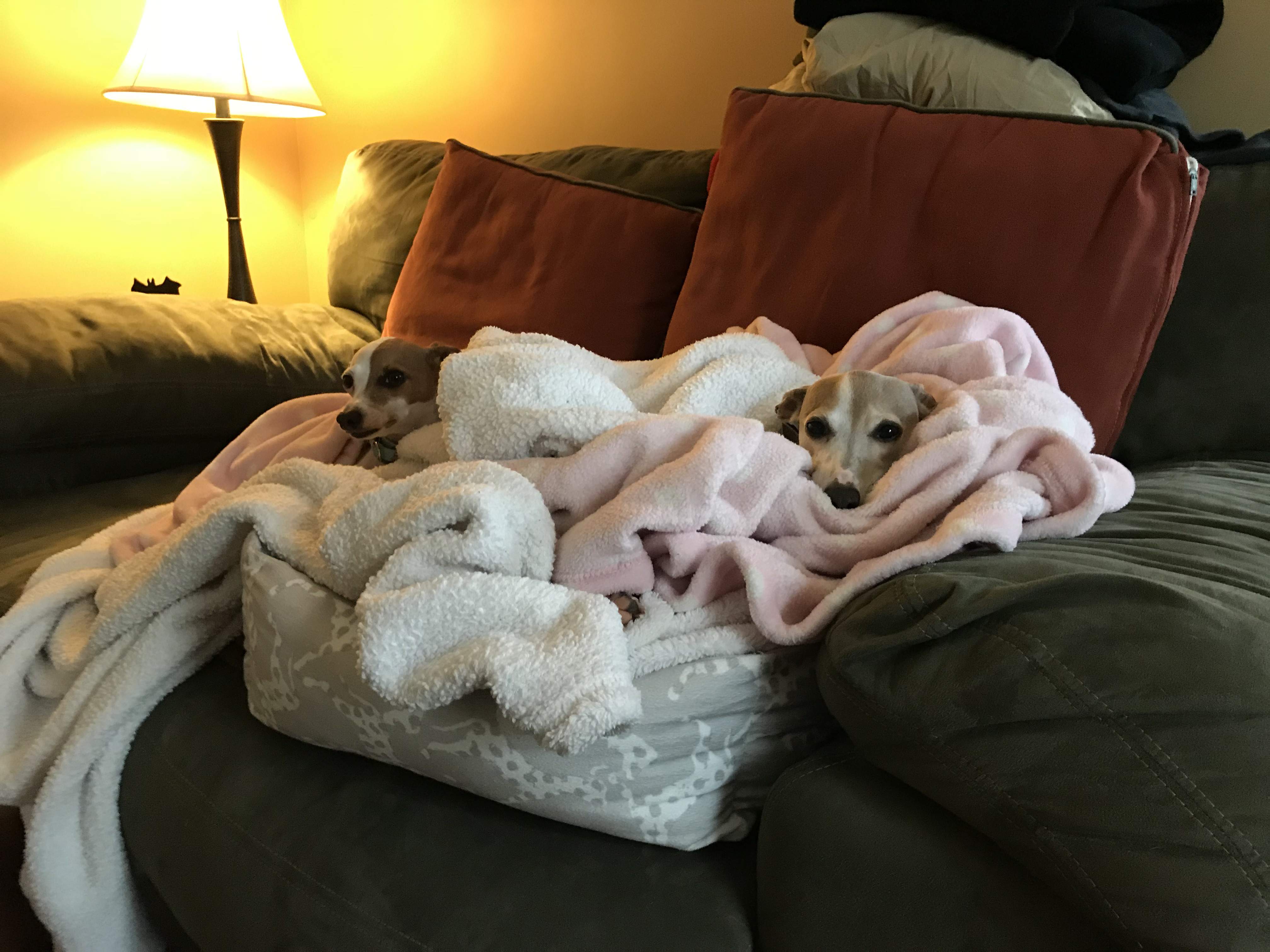 Pixel&Trin.jpg
