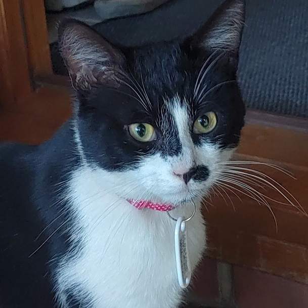 pixie cat.jpg
