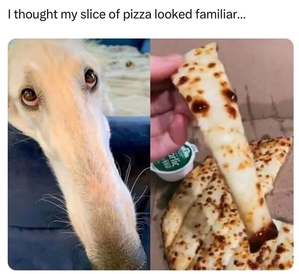 pizza dog face.jpg