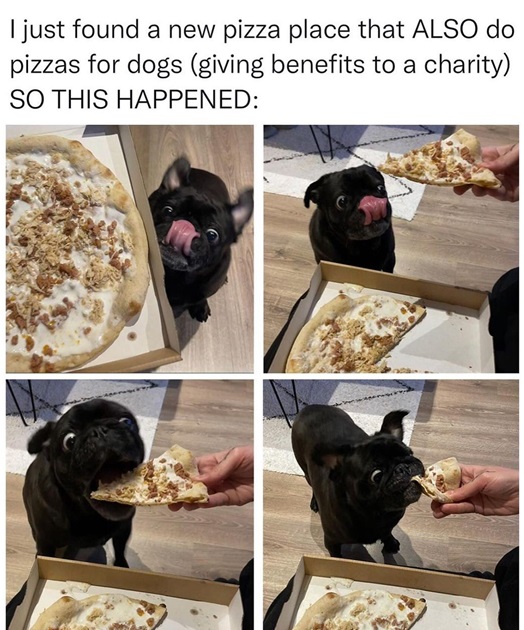 pizza dog.jpg