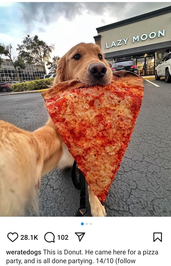 pizza dog.jpg